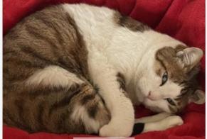 Avviso scomparsa Gatto  Maschio , 13 anni Plan-les-Ouates Svizzera