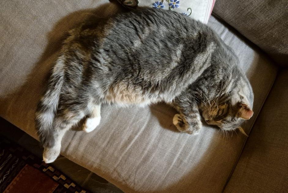 Avviso scomparsa Gatto Maschio , 10 anni Prilly Svizzera