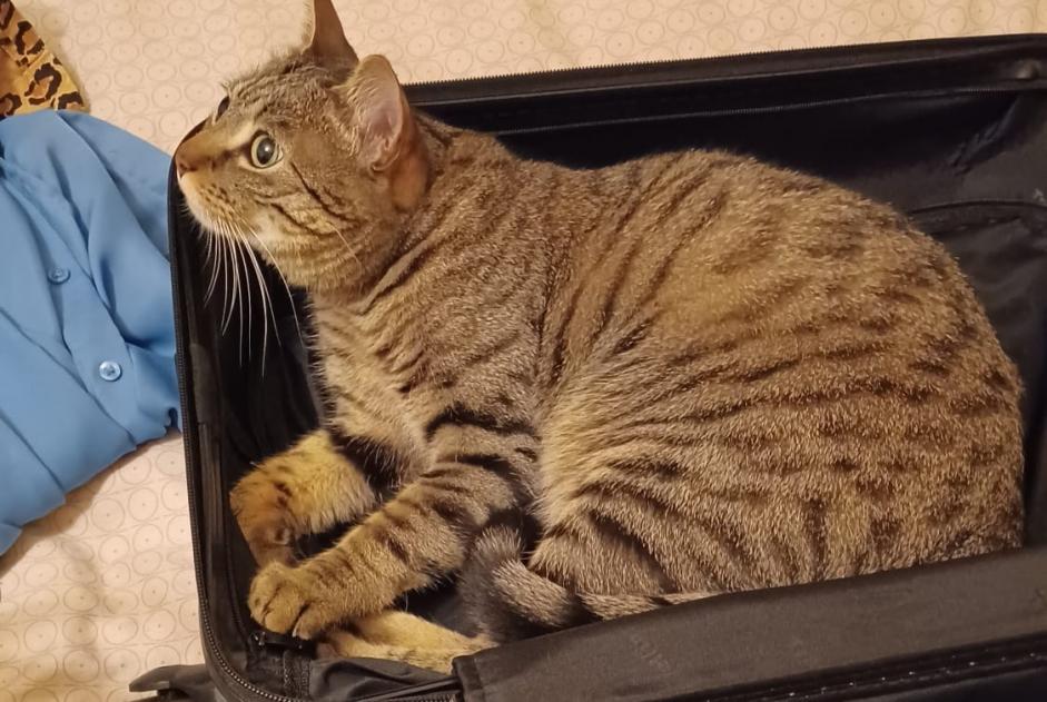 Avviso scomparsa Gatto Maschio , 4 anni Fribourg Svizzera