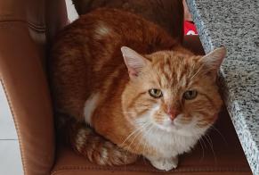 Avviso scomparsa Gatto Maschio , 11 anni Cheseaux-sur-Lausanne Svizzera