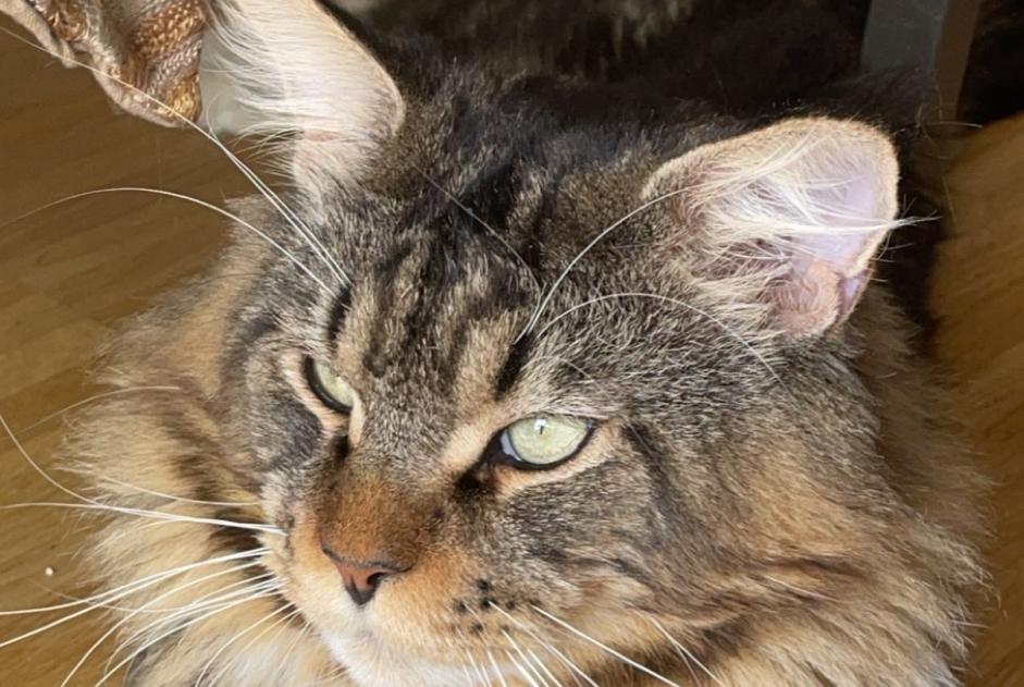 Avviso scomparsa Gatto  Maschio , 5 anni Meyrin Svizzera