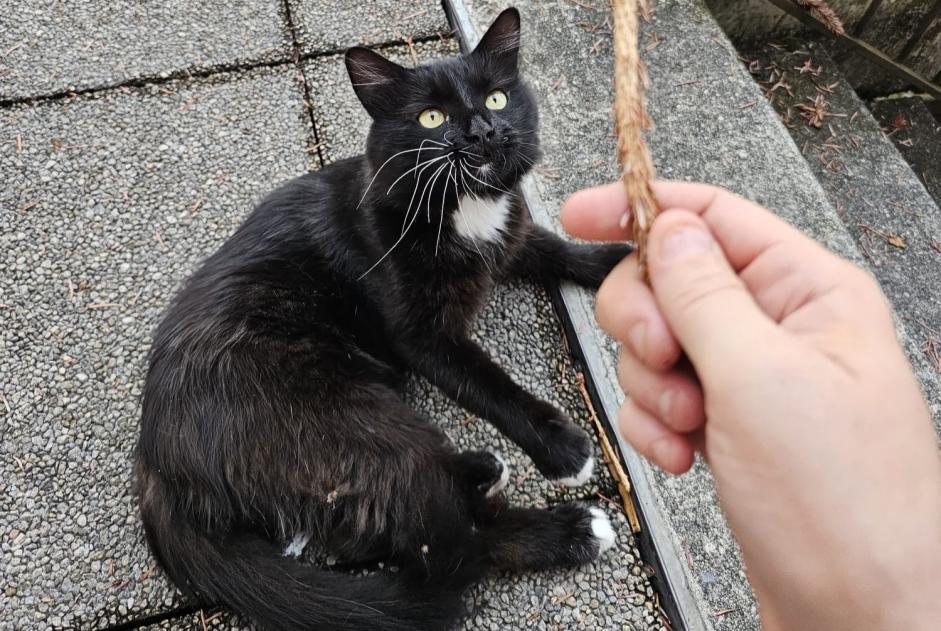 Avviso scomparsa Gatto incrocio di razze Maschio , 4 anni Aigle Svizzera