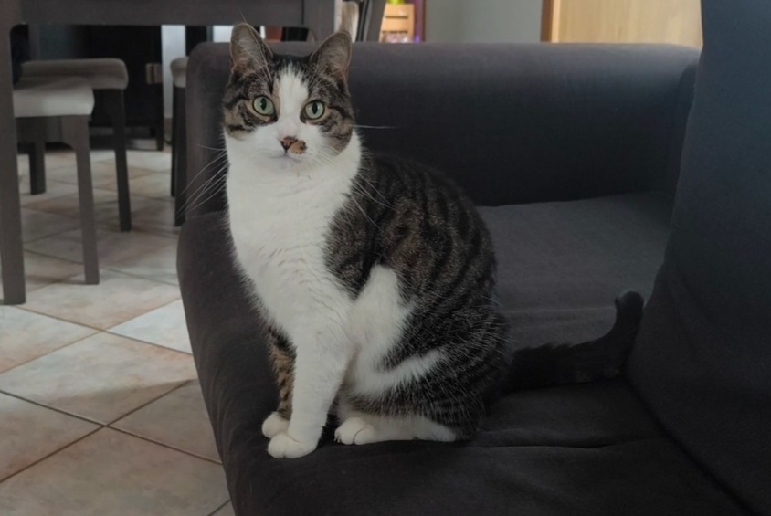 Avviso scomparsa Gatto Maschio , 9 anni Avenches Svizzera