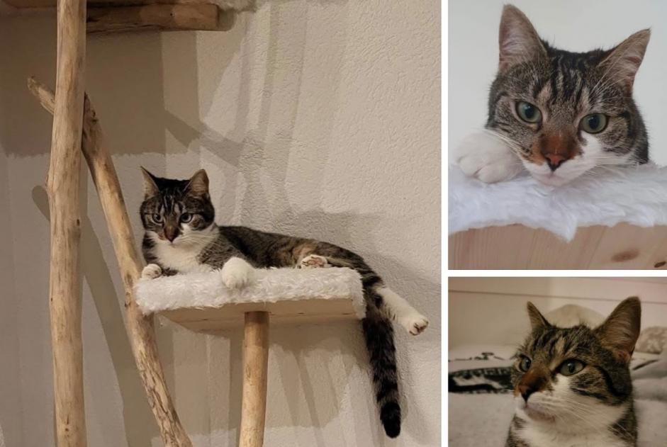 Avviso scomparsa Gatto incrocio di razze Femmina , 2 anni Begnins Svizzera