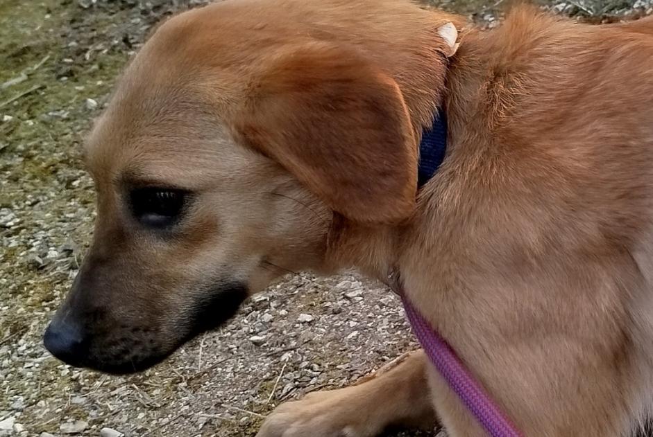 Avviso scomparsa Cane  Femmina , 1 anni Noble-Contrée Svizzera