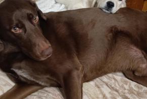 Avviso scomparsa Cane incrocio di razze Maschio , 5 anni Blaisy-Bas Francia