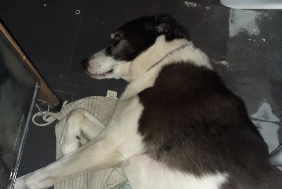 Avviso Ritrovamento Cane incrocio di razze Femmina Saint-André-de-Roquelongue Francia