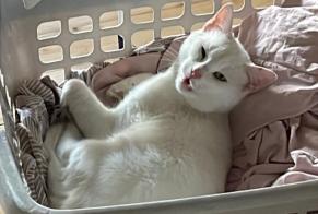 Avviso scomparsa Gatto Maschio , 2 anni Vuadens Svizzera