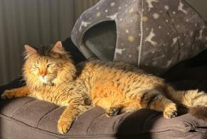 Avviso scomparsa Gatto  Maschio , 3 anni Cheyres-Châbles Svizzera