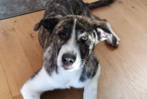 Avviso scomparsa Cane incrocio di razze Femmina , 3 anni Caylus Francia