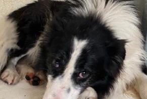 Avviso Ritrovamento Cane incrocio di razze Maschio Trets Francia