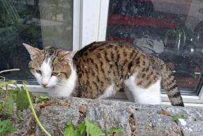 Avviso Ritrovamento Gatto Non conosciuta Moutier Svizzera