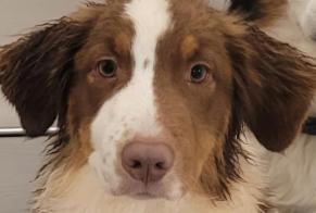 Avviso scomparsa Cane  Maschio , 3 anni Sion Svizzera