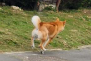 Avviso Ritrovamento Cane Maschio Brouchy Francia