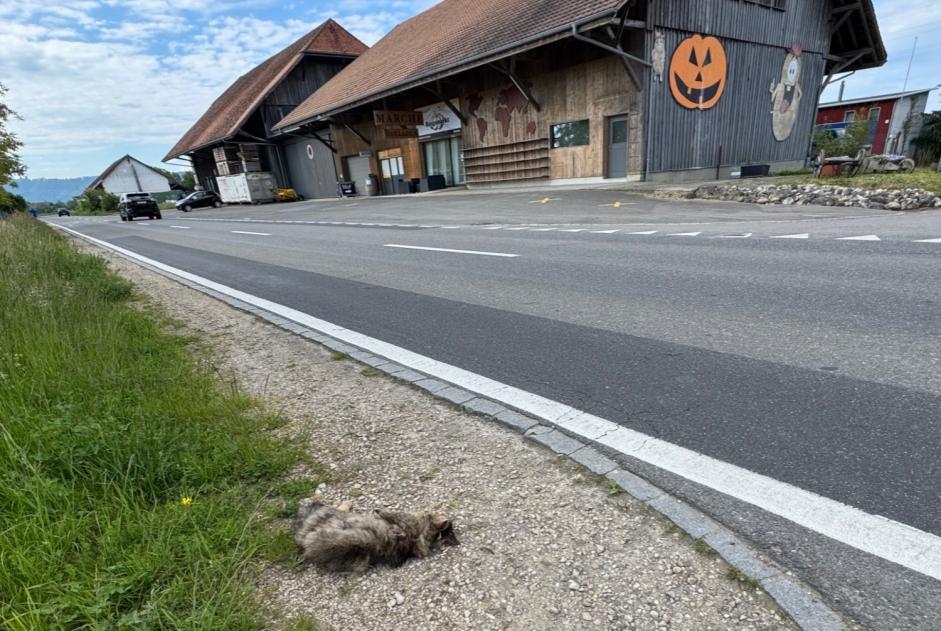 Avviso Ritrovamento Gatto Non conosciuta Gampelen Svizzera