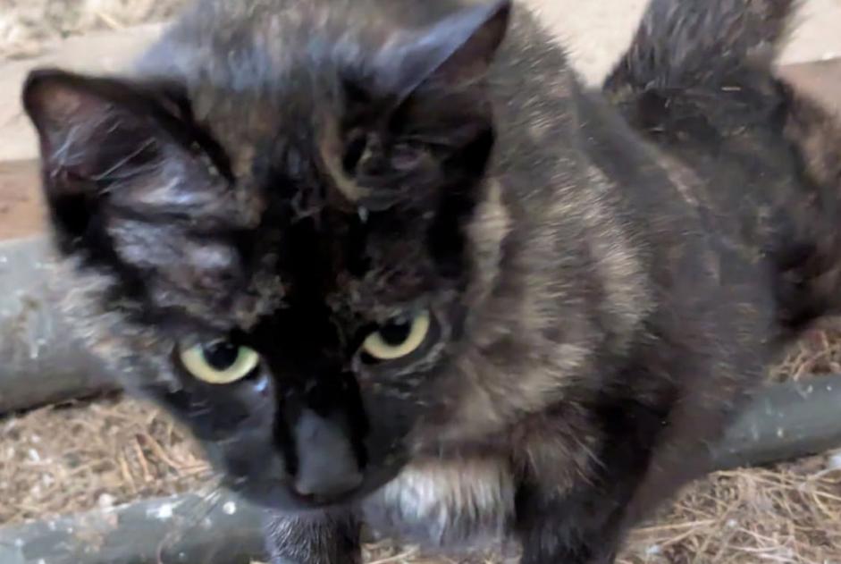 Avviso Ritrovamento Gatto Femmina Saint-Méard-de-Gurçon Francia
