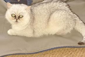 Avviso scomparsa Gatto  Femmina , 2 anni Courtepin Svizzera
