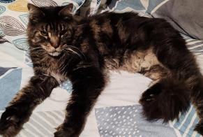 Avviso scomparsa Gatto  Maschio , 7 anni Les Martres-de-Veyre Francia