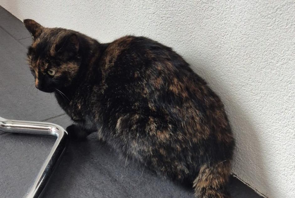 Avviso scomparsa Gatto Femmina , 2 anni Muntelier Svizzera