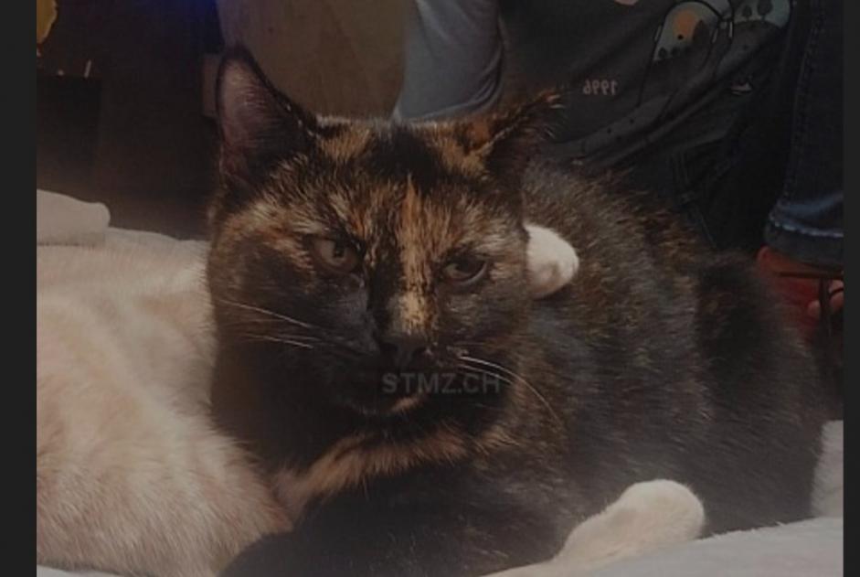 Avviso scomparsa Gatto Femmina , 2 anni Muntelier Svizzera