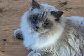Avviso scomparsa Gatto  Maschio , 3 anni Hédouville Francia