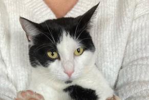 Avviso scomparsa Gatto Maschio , 14 anni Tourville-la-Rivière Francia