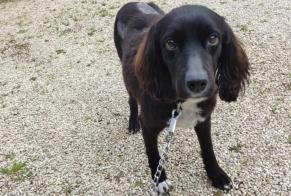 Avviso scomparsa Cane Femmina , 6 anni Froidfond Francia