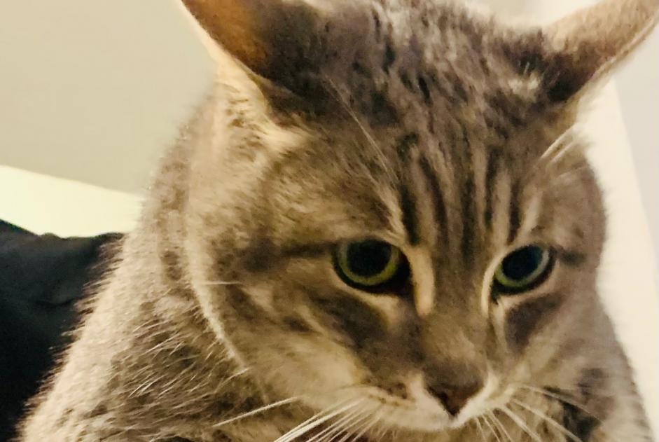 Avviso Ritrovamento Gatto Femmina Béziers Francia
