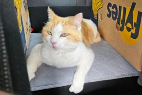 Avviso scomparsa Gatto incrocio di razze Femmina , 9 anni Vouvry Svizzera