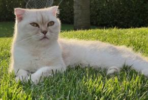 Avviso scomparsa Gatto  Maschio , 6 anni Prangins Svizzera