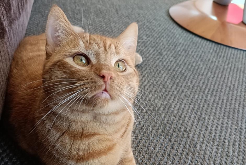 Avviso scomparsa Gatto incrocio di razze Maschio , 3 anni Fribourg Svizzera