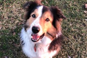 Avviso scomparsa Cane  Maschio , 11 anni Anières Svizzera