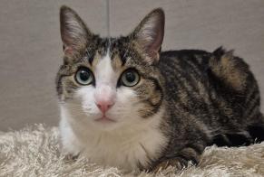 Avviso scomparsa Gatto  Maschio , 2 anni Rue Svizzera