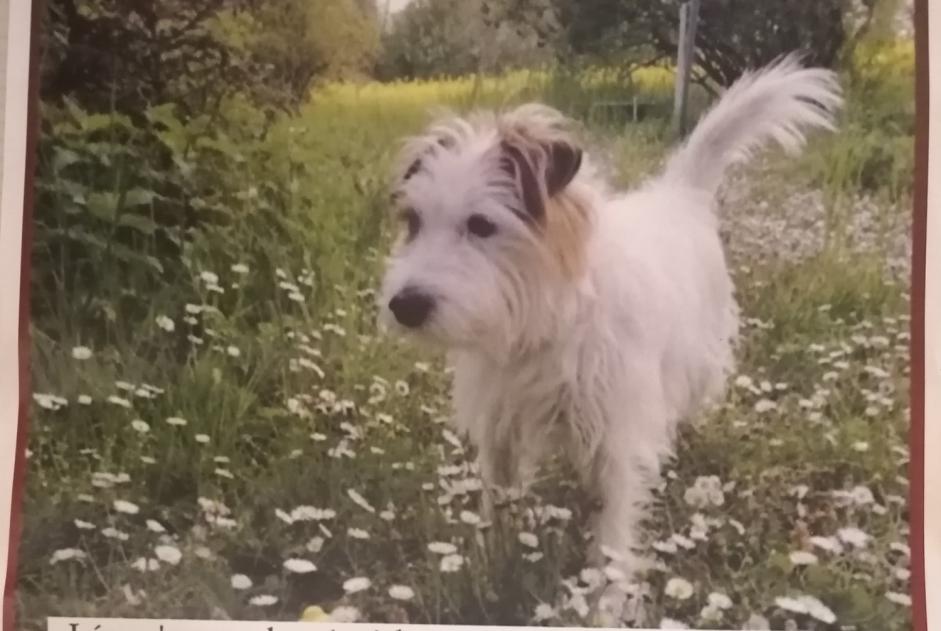Vermësstemeldung Hond  Männlech , 10 joer Chêne-Bourg Suisse