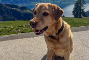 Vermësstemeldung Hond  Weiblech , 10 joer Thônex Suisse