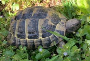 Vermësstemeldung Schildkröt Weiblech , 2025 joer Lausanne Suisse