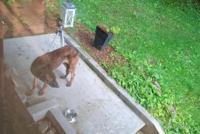 Fundmeldung Hond Onbekannt Blonay - Saint-Légier Suisse
