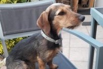 Verdwijningsalarm Hond rassenvermenging Vrouwtje , 7 jaar Stotzheim Frankrijk