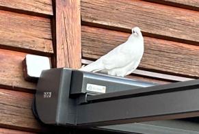 Ontdekkingsalarm Vogel Onbekend Corcelles-près-Payerne Zwitserland