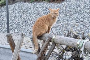 Verdwijningsalarm Kat Mannetje , 3 jaar Vétroz Zwitserland