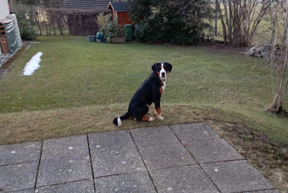 Ontdekkingsalarm Hond Mannetje La Chaux-de-Fonds Zwitserland