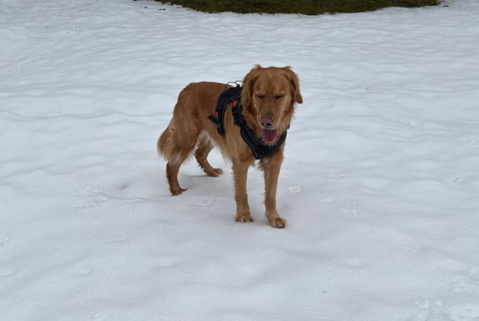 Verdwijningsalarm Hond  Vrouwtje , 5 jaar L'Abbaye Zwitserland