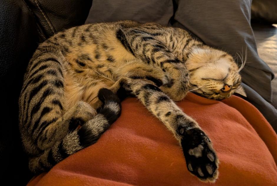 Verdwijningsalarm Kat  Mannetje , 2 jaar Niouc Zwitserland