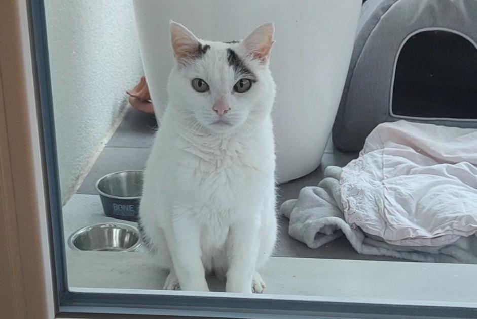 Ontdekkingsalarm Kat  Vrouwtje Cortaillod Zwitserland