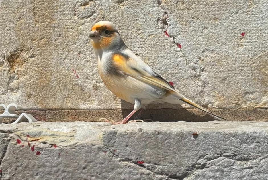 Ontdekkingsalarm Vogel Onbekend Neuchâtel Zwitserland