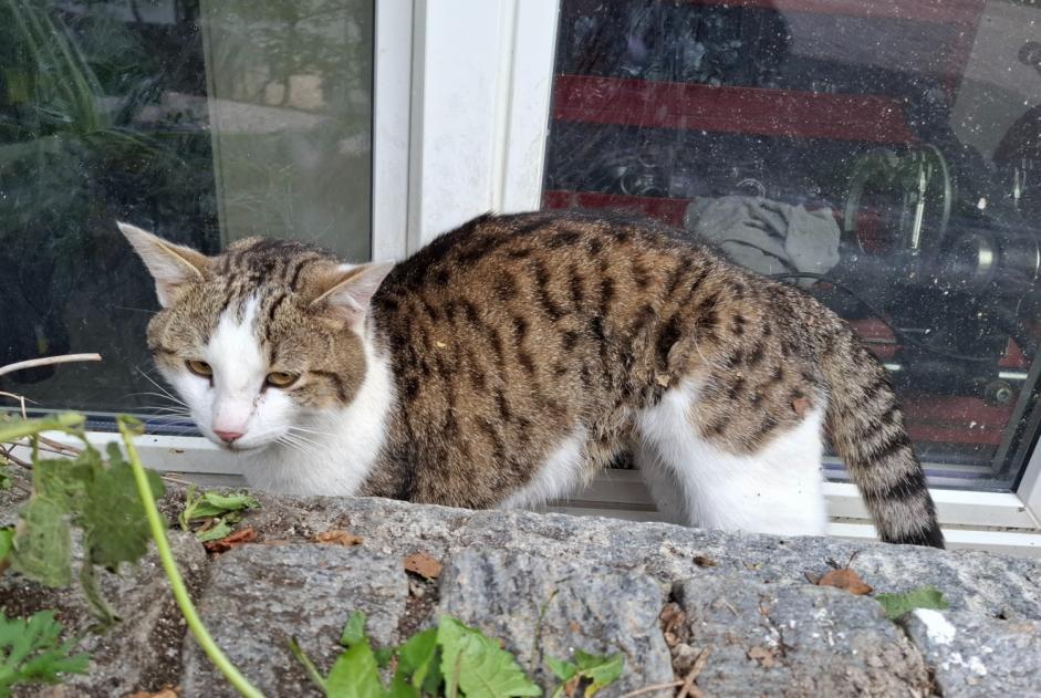Ontdekkingsalarm Kat Onbekend Moutier Zwitserland