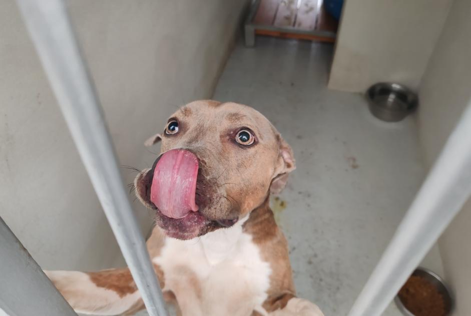 Ontdekkingsalarm Hond rassenvermenging Vrouwtje , 2 jaar Houilles Frankrijk