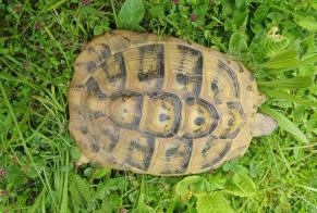 Ontdekkingsalarm Schildpad Onbekend Delémont Zwitserland