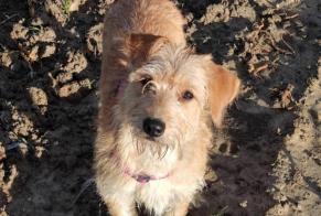 Verdwijningsalarm Hond  Vrouwtje , 5 jaar Pléhédel Frankrijk