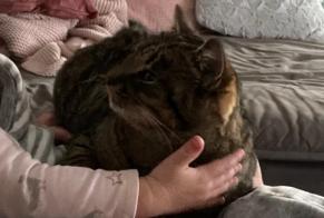 Verdwijningsalarm Kat  Vrouwtje , 3 jaar Valbirse Zwitserland